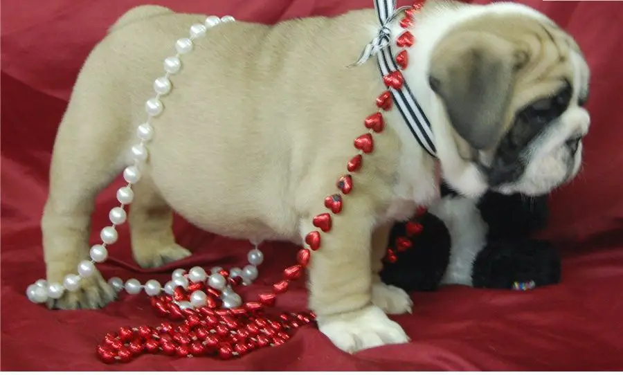 LOVELY ENGLISH BULLDOG PUPPIES FOR SALE.